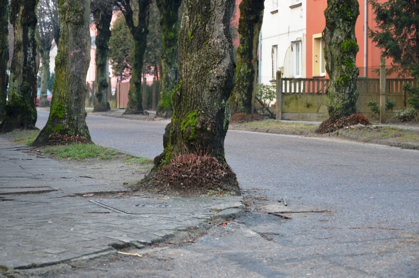 Mieszkańcom Bytowa udało się uratować większość starych lip! (ZDJĘCIA)