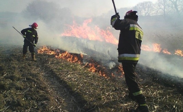 W marcu 2012 roku strażacy regionu kazimierskiego gasili już ponad 60 pożarów traw i nieużytków.