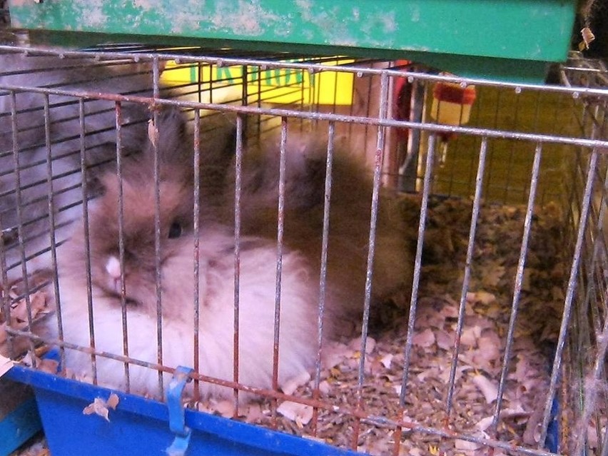 Koszmarna hodowla królików w Częstochowie. Brud i smród  [ZDJĘCIA 18+]