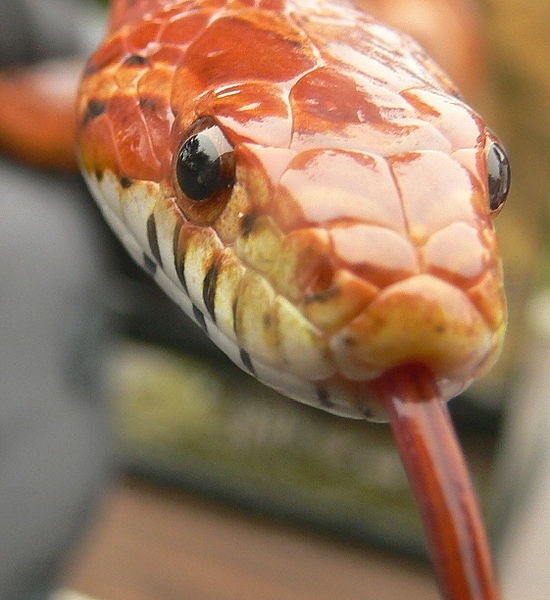 Wąż zbożowy