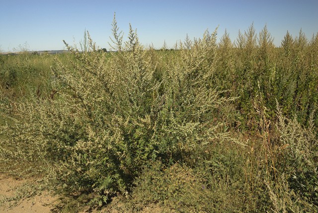 Bylica pospolita to jedna z najczęściej alergizujących roślin w Polsce. Stężenie jej pyłków znacznie wzrasta w trzecim i czwartym tygodniu lipca, a najbardziej daje się we znaki w drugiej połowie wakacji.