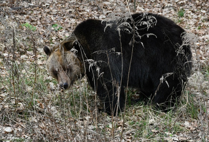 Poznańskie niedźwiedzie wybudziły się z hibernacji....