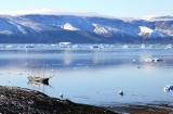Niespotykana fala „upałów” na Grenlandii. Naukowcy nie są optymistyczni