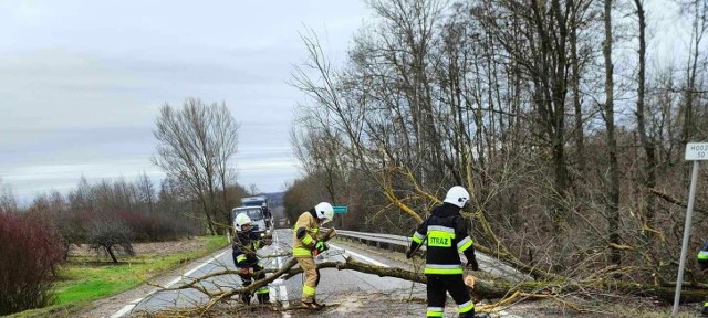 Druhowie z Wólki Gieraszowskiej usuwają drzewo, które wiatr pochylił nad krajową „dziewiątką"