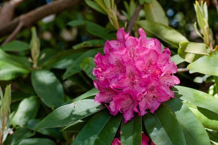 Kwitnący rododendron