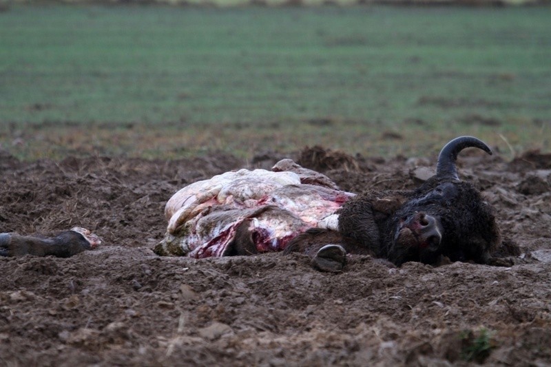 Zabili żubra, aby mieć cenne mięso. Zwierzę jest pod ścisłą ochroną! (drastyczne zdjęcie)