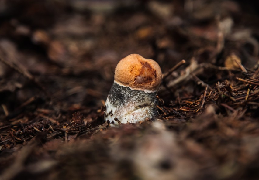 7. Unikaj grzybów zbyt małych – trudno rozpoznać czy są...
