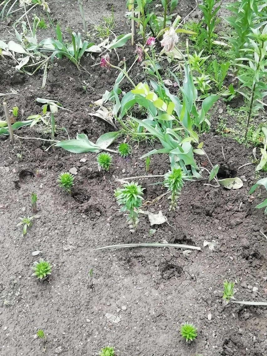 Dzik wyjadł sadzonki tulipanów z zieleńca.