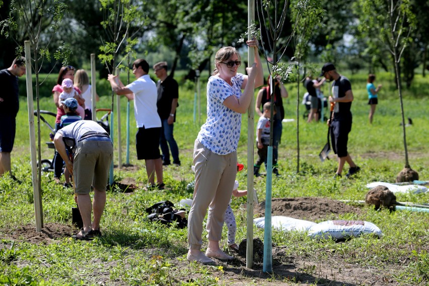 Kolejna edycja Parku Krakowian. W mieście przybyło 500 nowych drzew! 