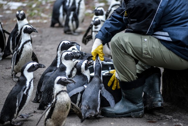 Karmienie pingwinów w Zoo w Gdańsku