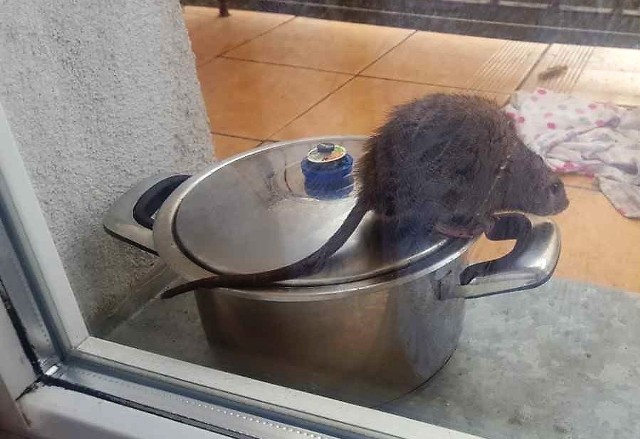 Taki szczur odwiedził jeden z balkonów bloku przy ulicy 800-lecia w Inowrocławiu