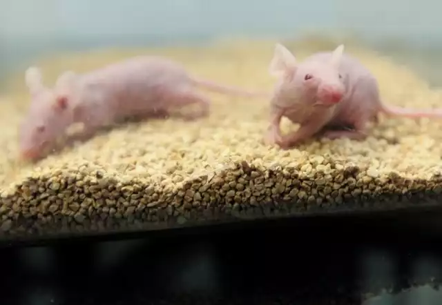 W białostockim Centrum Medycyny Doświadczalnej mieszka około 5 tysięcy zwierząt. Te najcenniejsze to myszy łyse