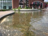 Wrocław: Woda w fontannie przy centrum Magnolia Park jest brudna? Dyrekcja zaprzecza