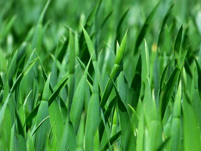 Trawa i młode zboże pomoże nam uzyskać jajka w zielonym...