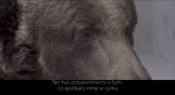 Nie strzelaj w sylwestra! - prosi wrocławskie zoo. Huk jest dla zwierząt cierpieniem [ZOBACZ FILM]