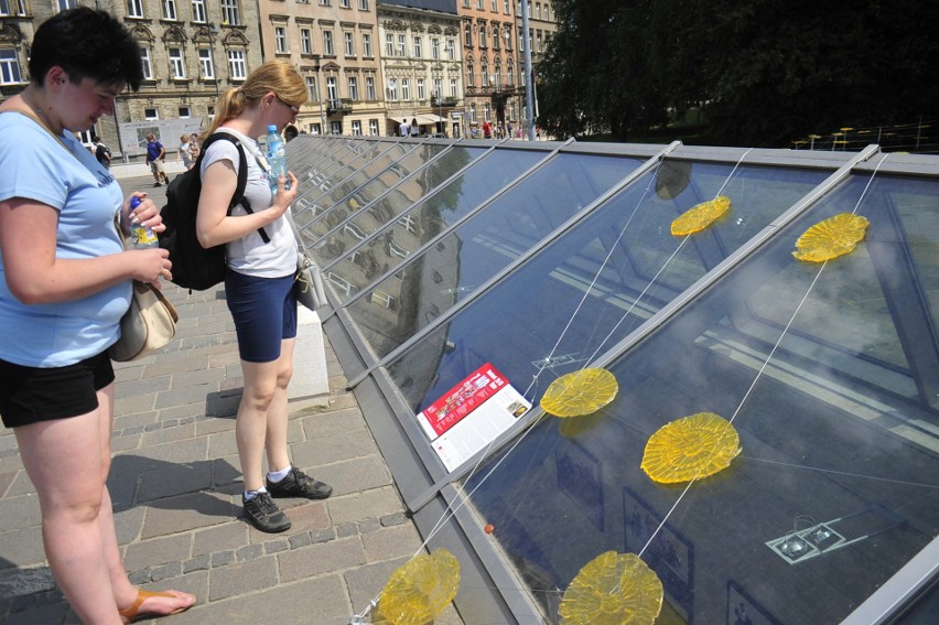 Kraków. Setki żółtych mleczy na Powiślu [ZDJĘCIA]