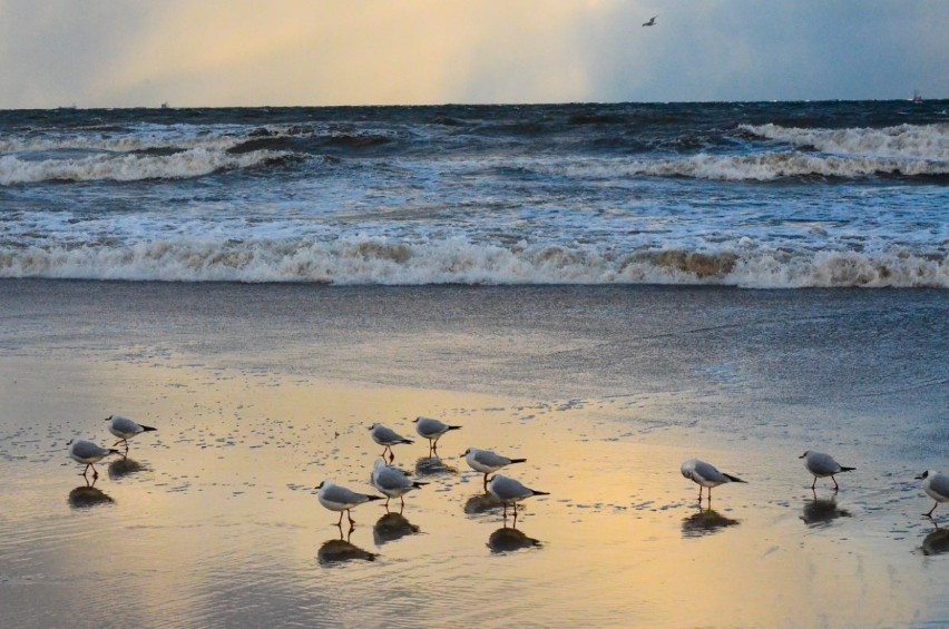 Spacer po sopockiej plaży. Zima na Pomorzu. Wybraliśmy się na spacer nad morze [ZDJĘCIA] 