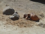 Kolejne ciekawe znalezisko w Pniu koło Ostromecka. Grób ciężarnej kobiety zawalony kamieniami [zdjęcia]