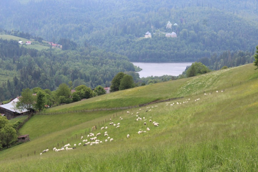 Owce zostaną uroczyście wypędzone na hale dopiero w czerwcu