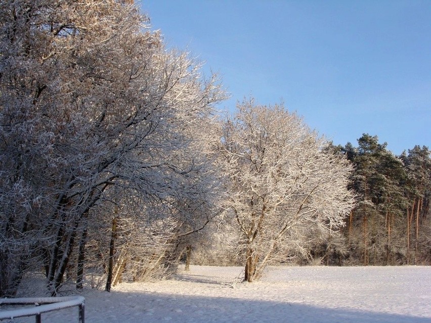 Piękny zimowy poranek w Myślęcinku [zobacz zdjęcia] 
