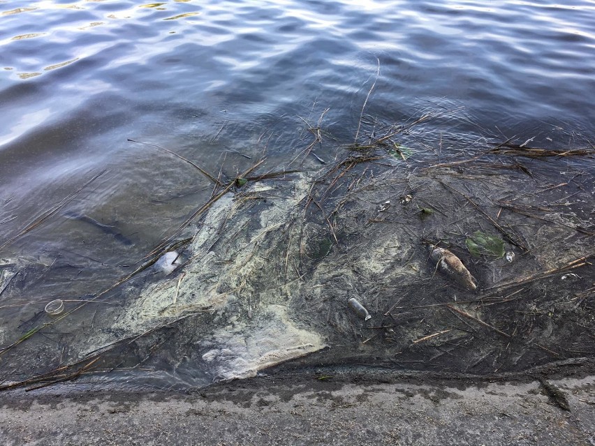 Śnięte ryby w zalewie w Borkowie koło Kielc