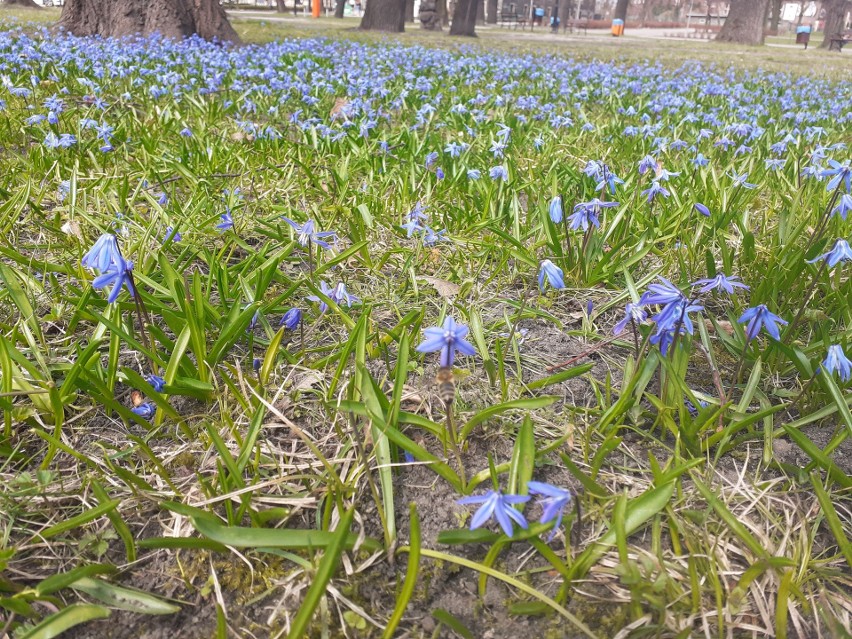 Bytom: Park Miejski im. F.Kachla tonie w błękicie. Cebulice tworzą prawdziwe dywany! Trzeba tylko dobrze poszukać