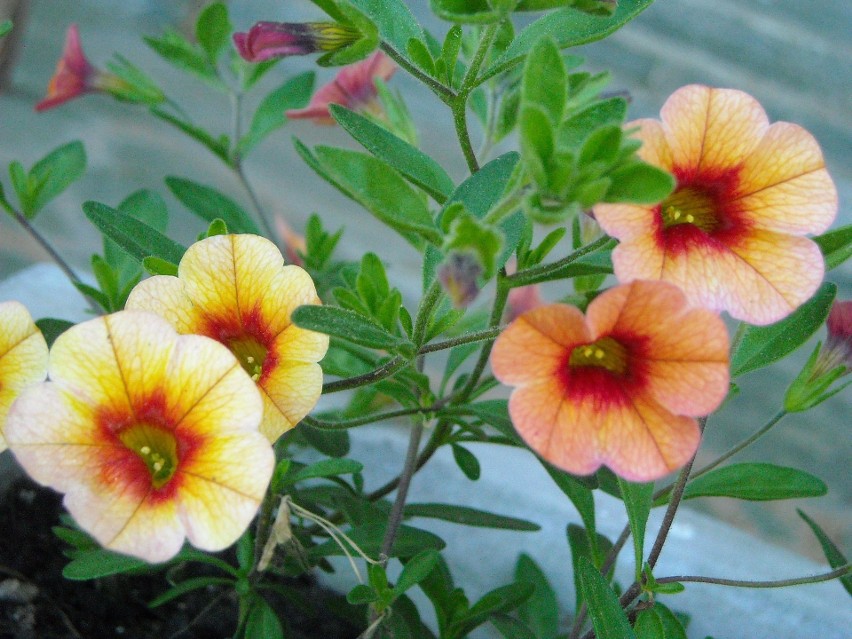 Calibrachoa...