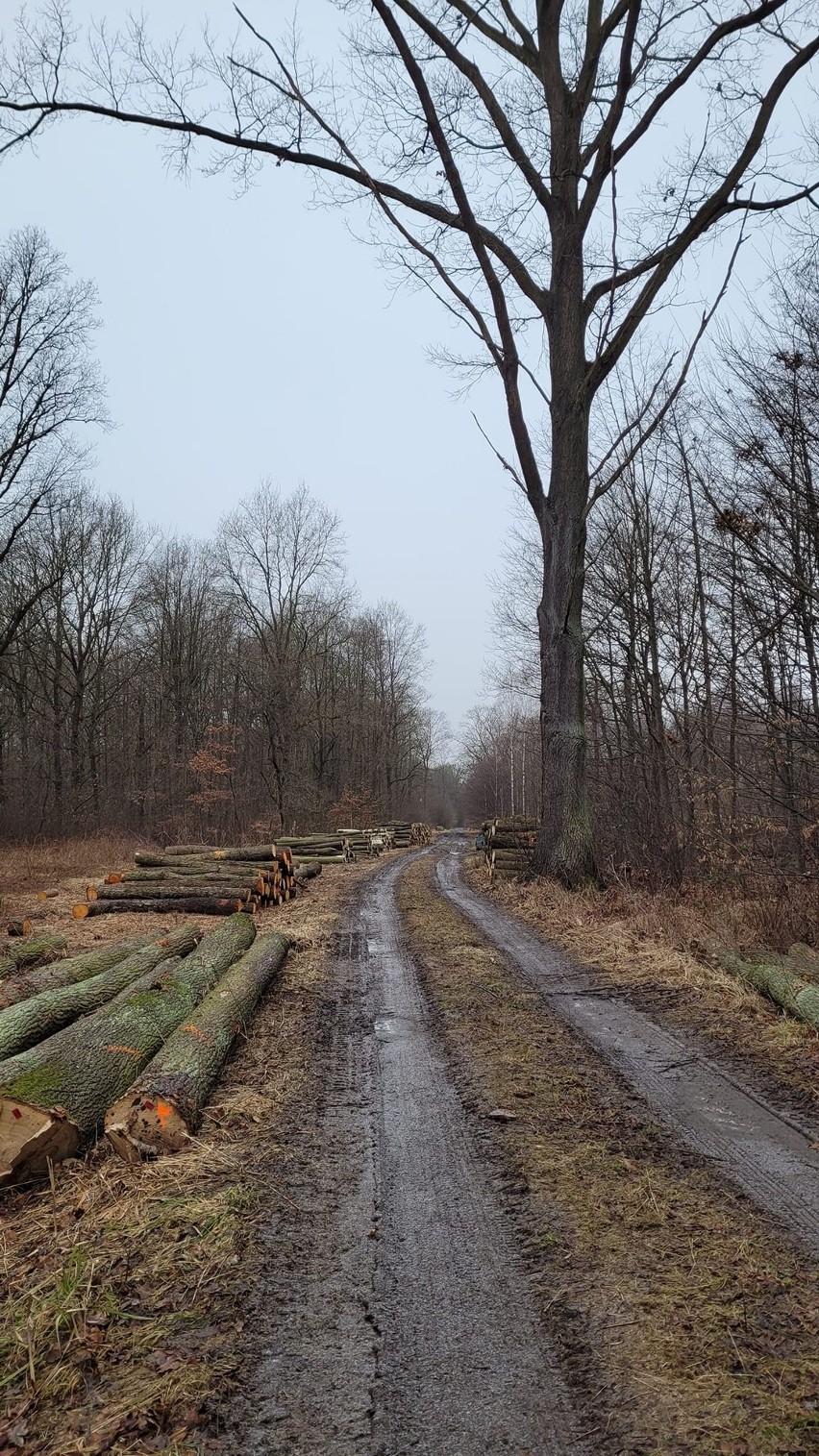W Szczodrem pod Wrocławiem wycinają las. To ekologiczny projekt ścieżki rowerowej 
