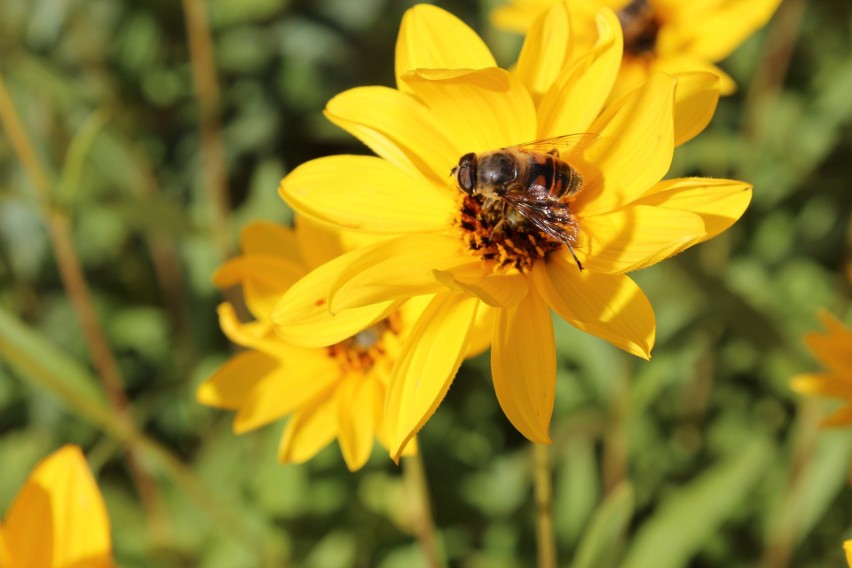 Interwencje pszczelarskie– wystartowało 7 naborów