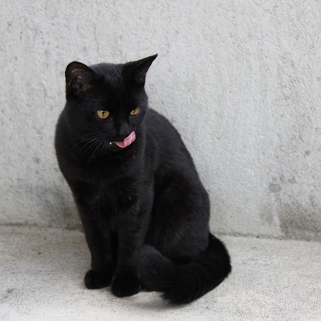 Czy uda się odczarować domowego mruczka o czarnym futerku? Dzień czarnego kota czyli jak Włosi od dwunastu lat walczą z przesądami. 