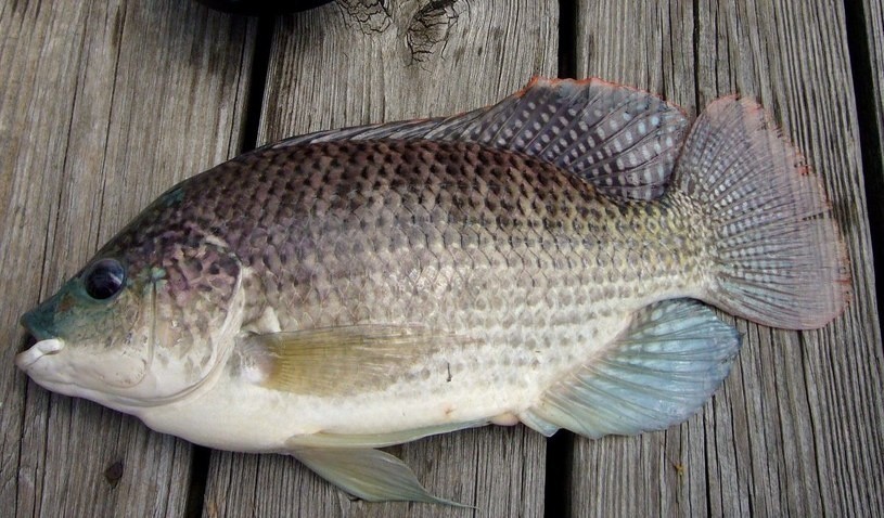 Tilapia to jeden z najczęściej hodowlanych gatunków na...