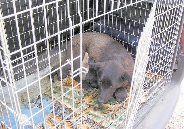 Zdrowe bezdomne psy od razu mają być wywożone do schroniska. Za każdego ratusz musi zapłacić około 1300 złotych.