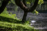 Sygnał o plamie. Ścieki komunalne dostały się do Kanału Bydgoskiego w wyniku awarii