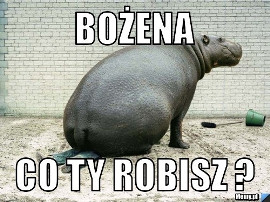 Memy na imieniny Bożeny i Krystyny