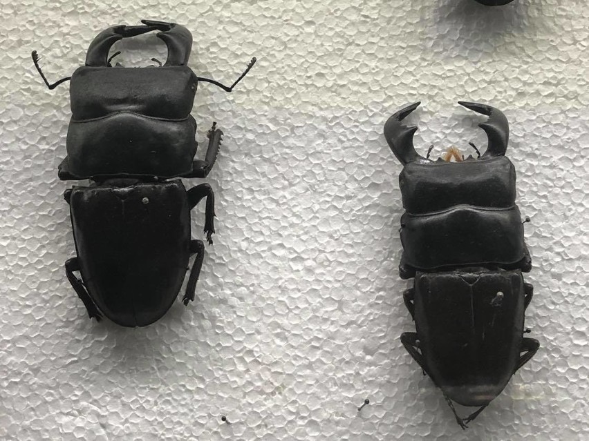 Turystyczne Podkarpacie. Skansen w Kolbuszowej przygotowuje się do otwarcia, w Sanoku zaprasza już turystów. Arboretum też otwarte