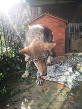 Potrącony wilk uratowany przez weterynarza z Bytowa żyje. Leczony będzie w ośrodku rehabilitacyjnym dla dzikich zwierząt