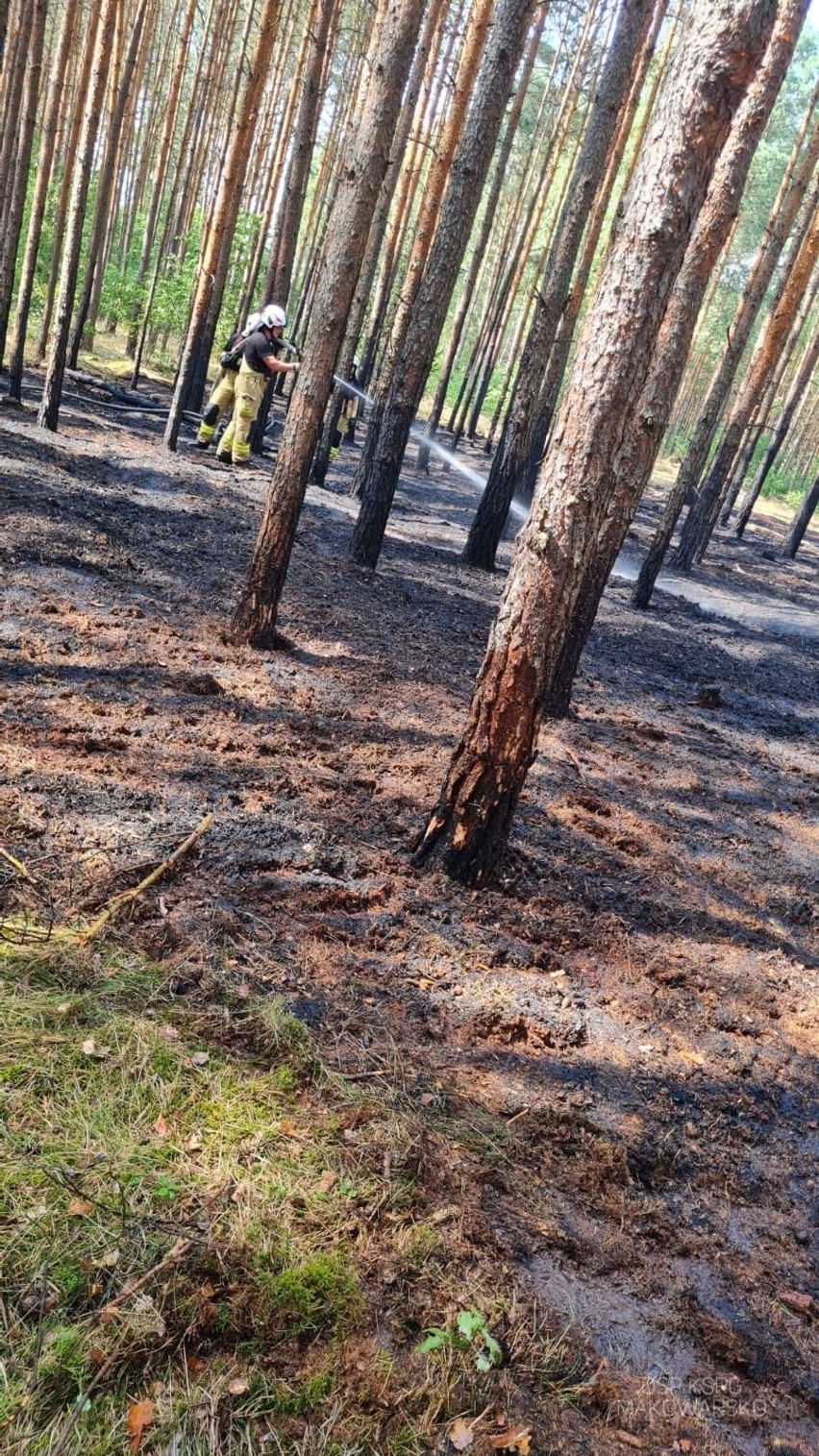 Pożar lasu w okolicach Bożenkowa i Samociążka.