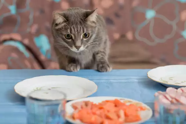 Kot wszystko zje? To nieprawda!