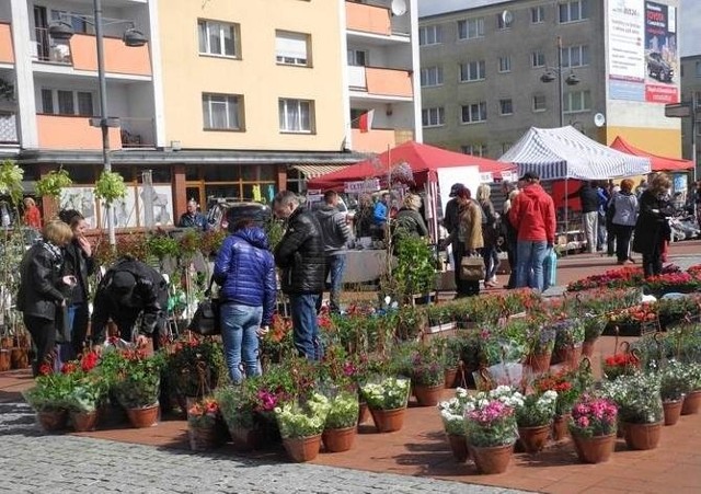 Mnóstwo ludzi przyszło na kolejne targi ogrodnicze na bytowskim rynku. Można było kupić m.in. kwiaty, drzewa i krzewy.