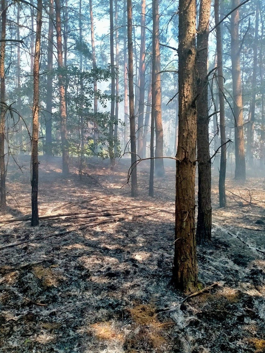 Pożar lasu w powiecie szydłowieckim. Na miejscu działało dziewięć zastępów straży pożarnej. Zobaczcie zdjęcia