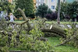 Strażacy pilnie wezwani do przedszkola w bydgoskim Fordonie. Spróchniałe drzewo zagrażało bezpieczeństwu dzieci