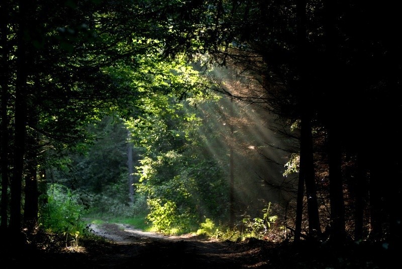 Puszcza Białowieska zajmuje na razie 5 miejsce w rankingu....