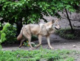 Toruń. Ostrzeżenie dla mieszkańców przed wilkami. Co zrobić, gdy podczas spaceru spotkamy tego drapieżnika?