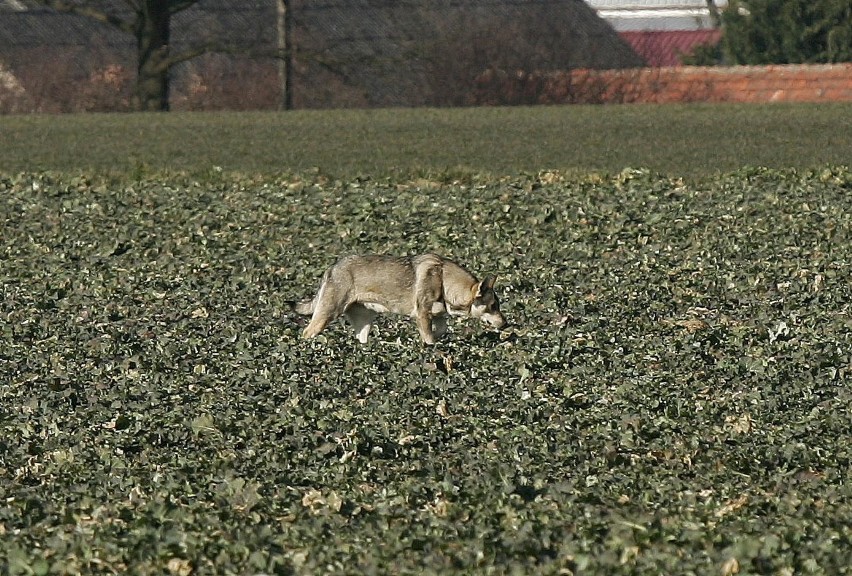 W Toruniu wilki najczęściej mogą się pojawiać w lewobrzeżnej...