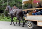 Tatry. Koń z Morskiego Oka jest zdrowy, a kuleć mógł z ekscytacji. Animalsi: to jakaś bzdura