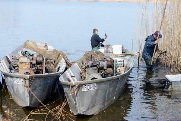 Połów ryb na jeziorze Lubienieckim w Świebodzinie.