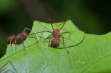 W zamojskim zoo zamieszkały egzotyczne mrówki grzybiarki. Powstaną dla nich specjalne "mrówkostrady"