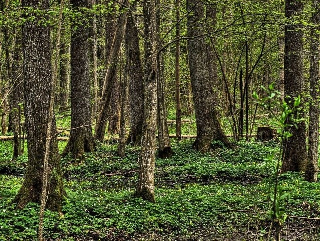 Puszcza Białowieska