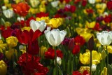 Pamiętaj o nawożeniu wiosennych kwiatów cebulowych! Sprawdź, co zrobić już teraz