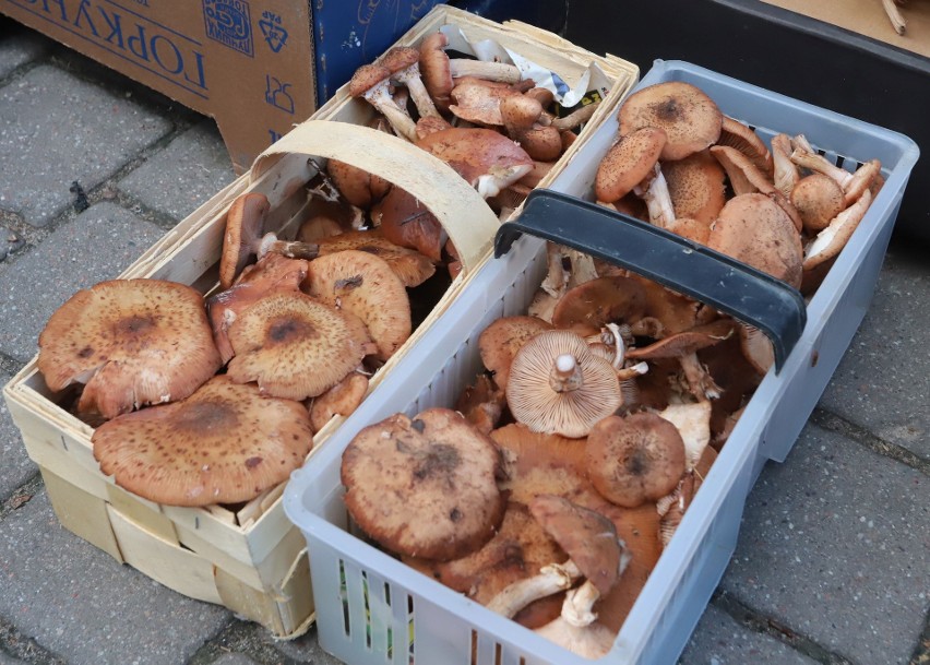 Na radomskich bazarach pełno grzybów. Zobacz zdjęcia i ceny z targowiska Korej